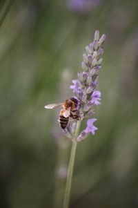 bee collecting bee pollen