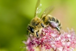 bee collecting bee pollen