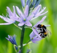 collecting bee pollen