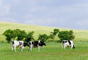 milk cows grazing