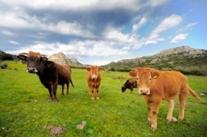 milk cows in meadow